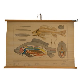 School Poster of the Physiology of a Fish, 1960s For Sale