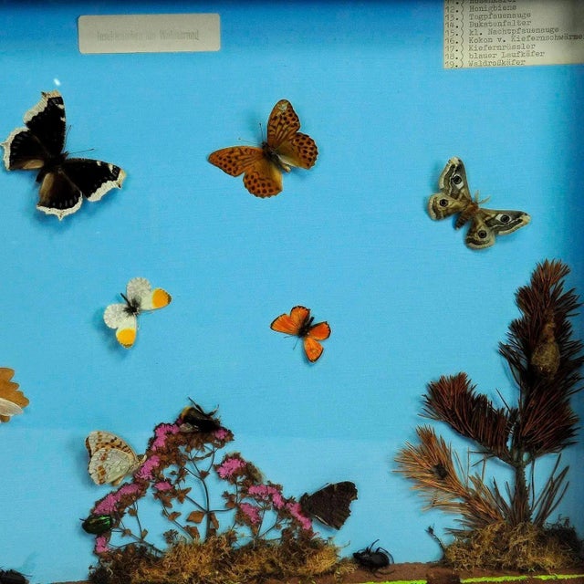 School Teaching Display of the Insects of the Forest Edge For Sale - Image 3 of 6