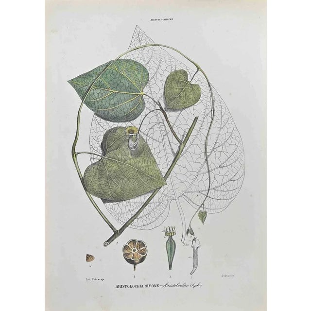 Lithograph hand watercolored. Belongs to the Series "Atlante di Botanica popolare ossia Illustrazione di Piante Notevoli...