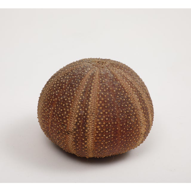 Bone Sea Urchin Percussive Shaker by Ben Rickert, Signed For Sale - Image 7 of 8