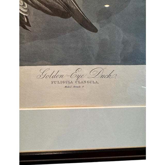 John James Audubon Large Framed John James Audubon Golden-Eyed Duck Primordial Folio Print For Sale - Image 4 of 14