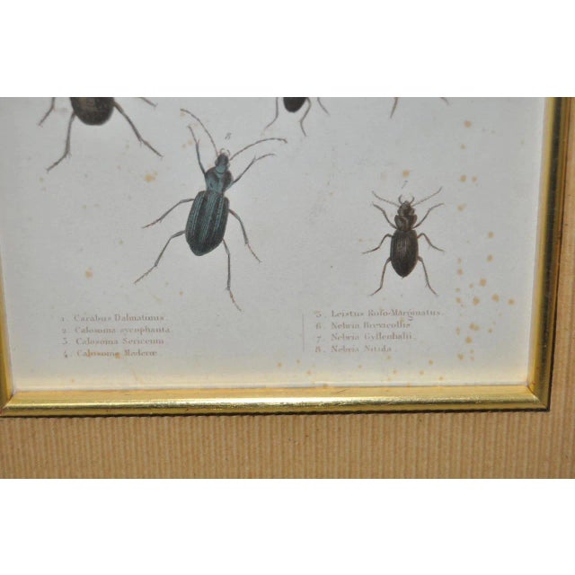 Pair of 19th Century Hand Colored Insect Plates For Sale In San Francisco - Image 6 of 8
