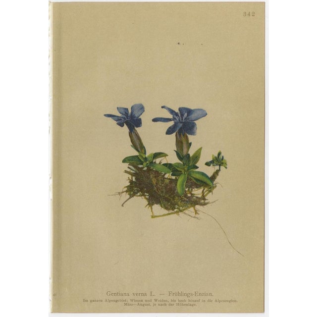 Alpine Gentian Botanical Illustrations, 1897, Set of 4 For Sale - Image 4 of 9