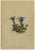 Alpine Gentian Botanical Illustrations, 1897, Set of 4 For Sale - Image 4 of 9