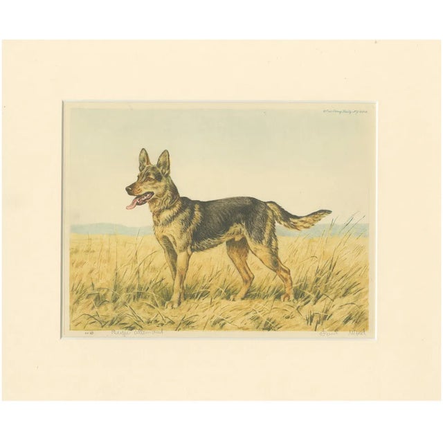 Paul Wood, German Shepherd in a Scenic Meadow, 1930s, Hand-Colored Aquatint For Sale