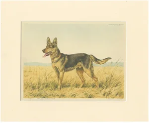 Paul Wood, German Shepherd in a Scenic Meadow, 1930s, Hand-Colored Aquatint