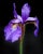 Color photograph of a purple Iris in full bloom, against balck. Printed on Archival Fine Art Paper.