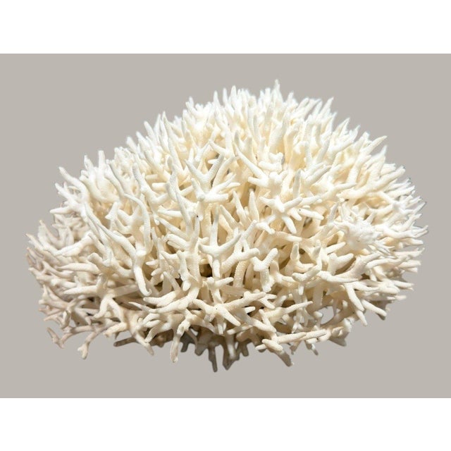 Late 20th Century Large Natural White Branching Coral Reef Specimen Coastal Ocean Decor 9" For Sale - Image 4 of 7