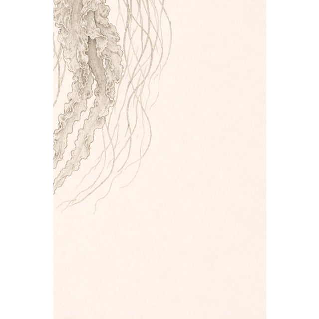Delicate Sea Nettle Study, Coastal Botanical Jellyfish Art Print, 24" × 36" For Sale - Image 9 of 10