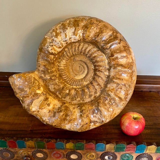 Large Ammonite Fossil Unique Accent For Sale In Cincinnati - Image 6 of 16