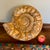 Large Ammonite Fossil Unique Accent For Sale In Cincinnati - Image 6 of 16