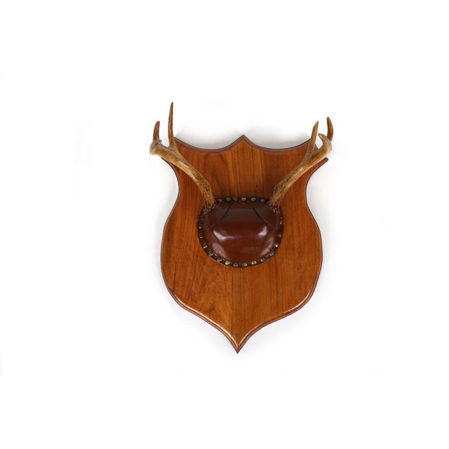 Set of 4 Vintage Mounted Deer Antlers With Leather and Brass Tacks For Sale - Image 9 of 15