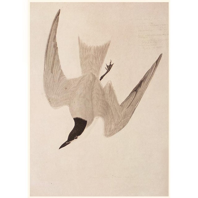 1960s Marsh Tern After John J. Audubon, 1966 Monochrome Cottage Print For Sale - Image 5 of 8