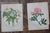 Mid 19th Century Antique 19th Century Anne Pratt Botanical Chromolithographs - Set of 12 For Sale - Image 5 of 10