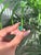 This striking signet unisex ring showcased one pear-cut emerald with total weight 2.67 carats, perfectly set in 18k yellow...