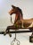 Brown Antique Carved Turn of the Century Carousel Horse For Sale - Image 8 of 11