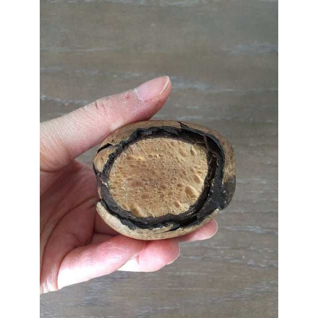 Red Mid Century Modern Tagua Nut Carving Toucan on Egg Sculpture For Sale - Image 8 of 10