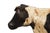 20th Century American Folk Art Whimsical Carved Painted Holstein Cow For Sale - Image 9 of 18