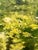 Antique 19th-Century French Impressionist Landscape Oil Painting Sunlit Forest For Sale - Image 18 of 18