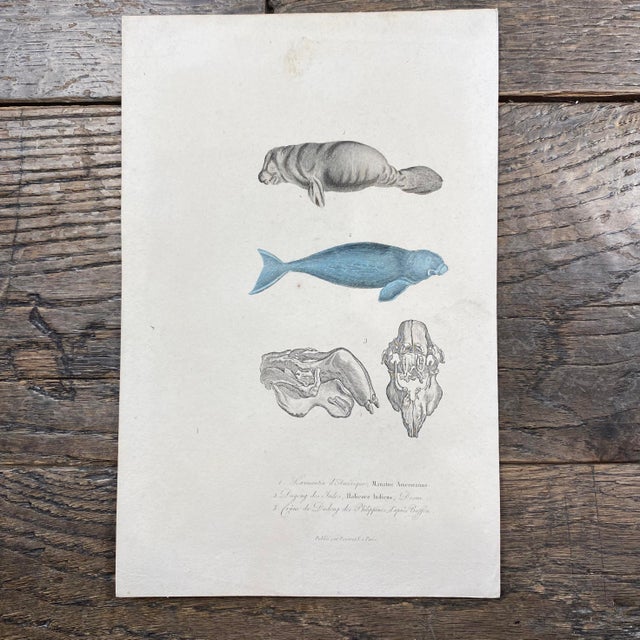 Super high quality in this lovely historical French 18th Century lamantin d'amerique "American manatee" animal engraving!...