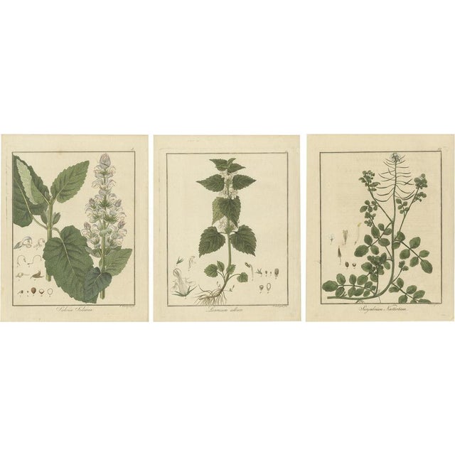 Hayne, Clary Sage, White Dead-Nettle, and Watercress, 1819, Prints, Set of 3 For Sale - Image 6 of 6