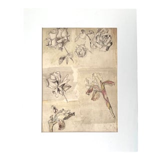 19th Century Botanical Drawing For Sale
