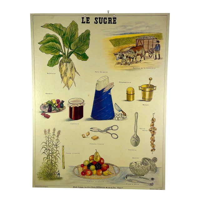 Le Sucre, Original Émile Deyrolle French Mounted & Hanging Offset Lithograph For Sale