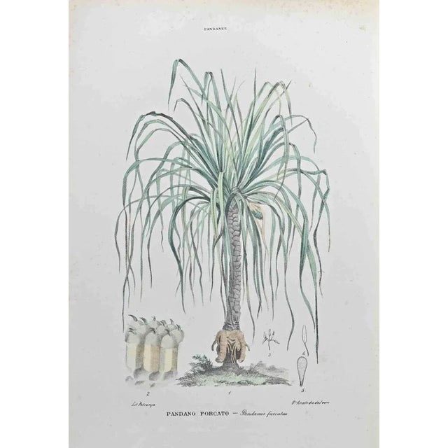 Lithograph hand watercolored. Belongs to the Series "Atlante di Botanica popolare ossia Illustrazione di Piante Notevoli...