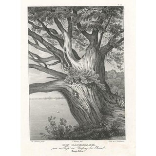 Tree Trunk on Tonga Tabu, 1836, Paper For Sale