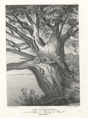 Tree Trunk on Tonga Tabu, 1836, Paper