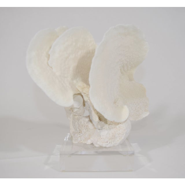 Contemporary Coral on Lucite Stand For Sale - Image 3 of 4