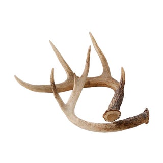 Deer Antlers - A Pair For Sale