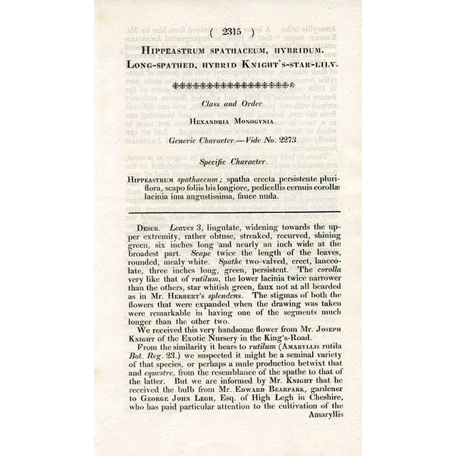 Illustration 1822, Knight's Star Lily Botanical Print, Curtis's Botanical Magazine, Original Antique Botanical Print, Engraving, England For Sale - Image 3 of 3