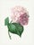 Hydrangea by Pierre-Joseph Redouté, Vintage Botanical Art Print, 24" X 32" For Sale