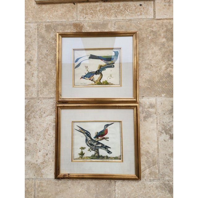 Pair of 18th Century Brisson Bird Engravings For Sale - Image 9 of 9