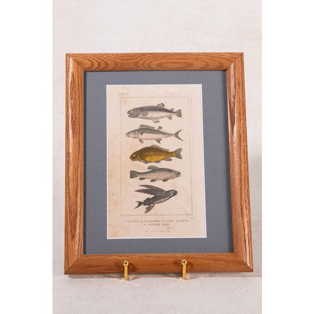 A charming late 19th-century British natural history engraving, beautifully hand-colored and dating to the 1880s....