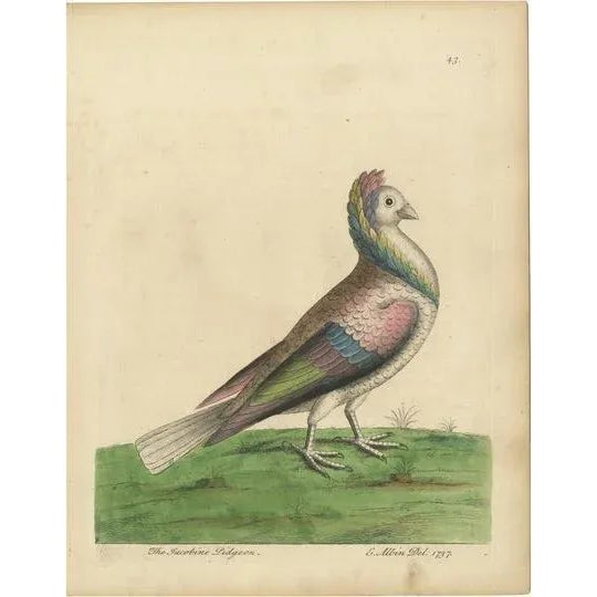 Albin, The Jacobine Pidgeon, Print For Sale - Image 6 of 6