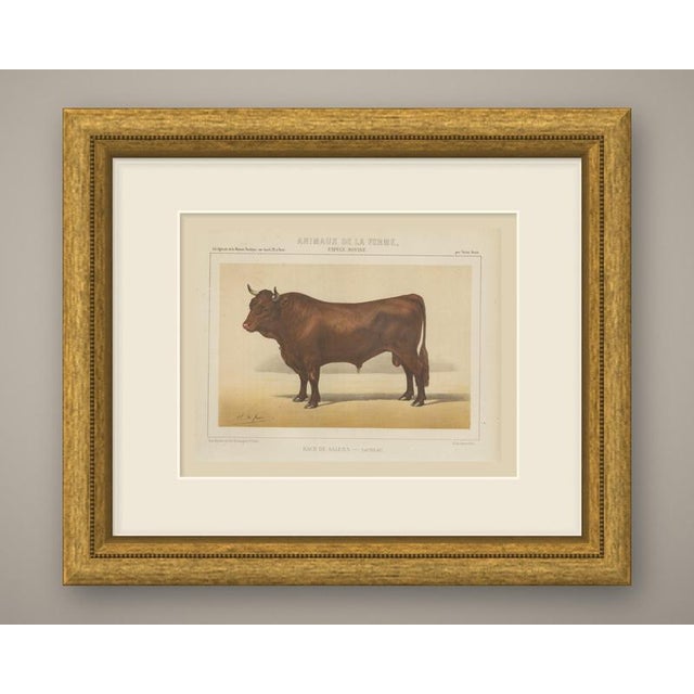 An original antique chromolithograph, printed in color, lettered "race de salers, taureau." and published in paris about...