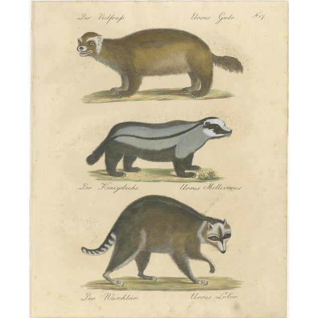 Brodtmann, Raccoon, Honey Badger & Wolverine, Lithograph, 1816 For Sale - Image 10 of 10
