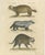 Brodtmann, Raccoon, Honey Badger & Wolverine, Lithograph, 1816 For Sale - Image 10 of 10