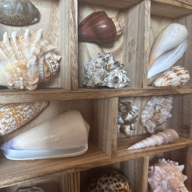 2010s Vintage Curated Seashell Specimen Collection in Wooden Shadow Box Cabinet For Sale - Image 5 of 10