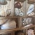 2010s Vintage Curated Seashell Specimen Collection in Wooden Shadow Box Cabinet For Sale - Image 5 of 10