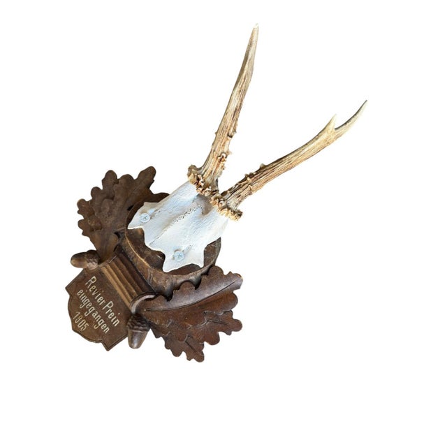 1900 - 1909 1900s Roe Deer Trophy 40 Black Forest Antlers Mount For Sale - Image 5 of 5