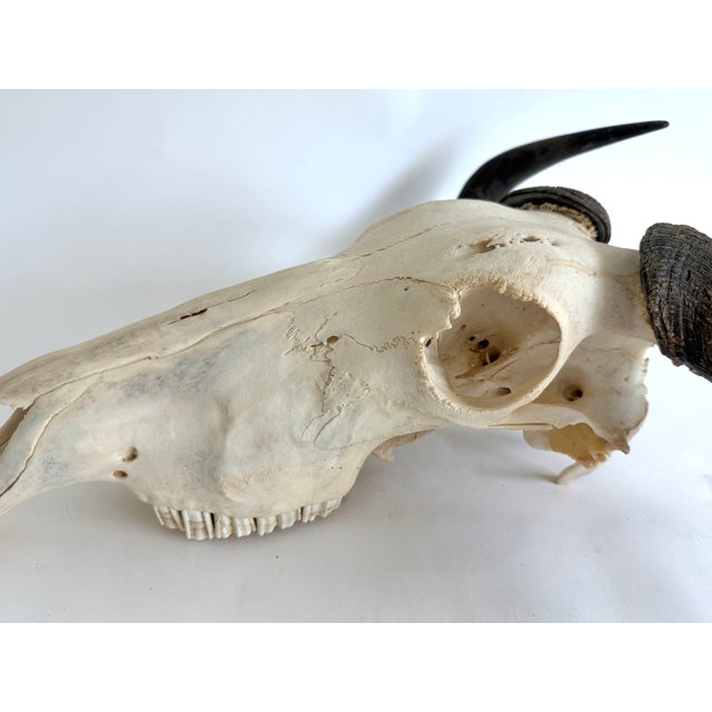 Natural African Wildebeest European Skull Mount For Sale In Los Angeles - Image 6 of 6