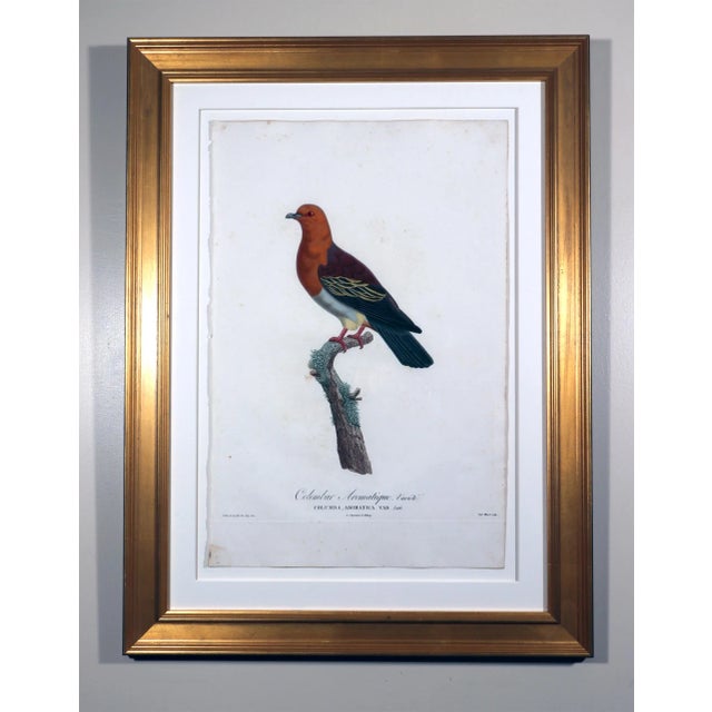 Early 19th Century Madame Pauline Knip Engravings of a Bird For Sale - Image 5 of 5