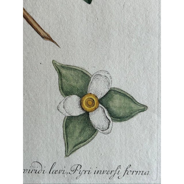 Catesby, Flying Squirrel & Blue-Tail Lizard, 1771, Print, Set of 2 For Sale - Image 11 of 12