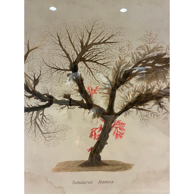 Large-scale framed Natural Curiosities natural-history artwork titled “Tubularia Ramea.” The dramatic composition depicts...