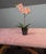 Vintage Dorothy Draper Espana Pink Velvet Bench With Curule Legs For Sale - Image 14 of 15