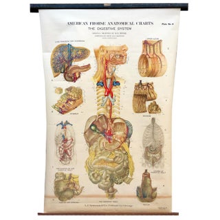 1947 Vintage Denoyer Geppert Digestive System Pull Down Anatomical Chart For Sale
