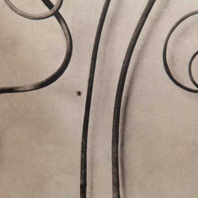 Karl Blossfeldt, Natural Grace, 1942, Photogravure, Framed For Sale - Image 7 of 8